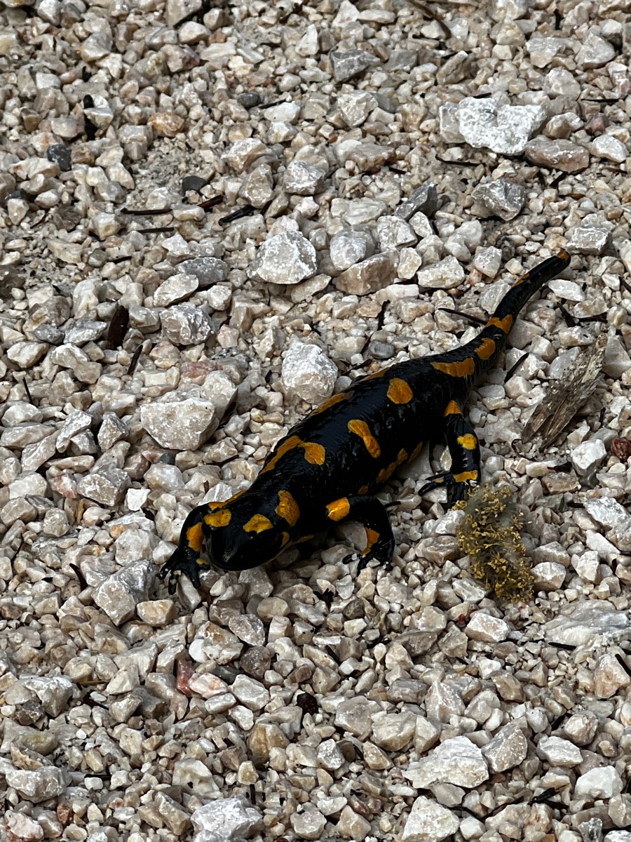 Krafttiere